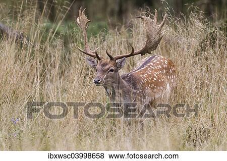 Stock Photo - "Fallow Deer (Dama dama), Copenhagen, Denmark, Europe". Fotosearch