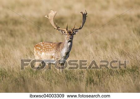 Stock Photo - "Fallow Deer (Dama dama), Copenhagen, Denmark, Europe". Fotosearch