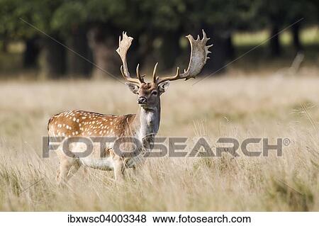 "Fallow Deer (Dama dama), Copenhagen, Denmark, Europe" View Large Photo Image Stock Photo - "Fallow Deer (Dama dama), Copenhagen, Denmark, Europe". Fotosearch