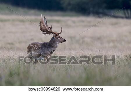 "Fallow deer (Dama dama), Copenhagen, Denmark, Europe" View Large Photo Image Stock Photograph - "Fallow deer (Dama dama), Copenhagen, Denmark, Europe". Fotosearch