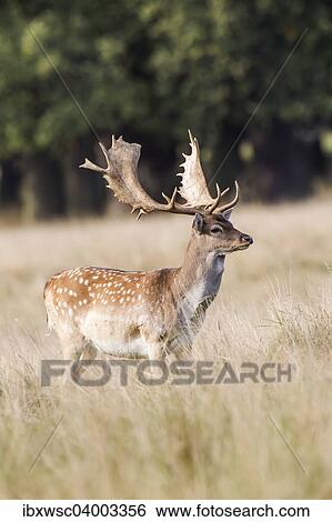 Stock Photograph - "Fallow Deer (Dama dama), Copenhagen, Denmark, Europe". Fotosearch