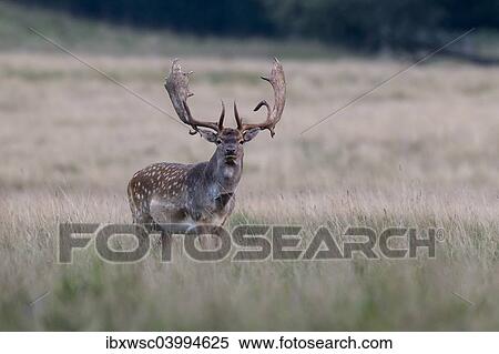"Fallow deer (Dama dama), Copenhagen, Denmark, Europe" View Large Photo Image Stock Photography - "Fallow deer (Dama dama), Copenhagen, Denmark, Europe". Fotosearch