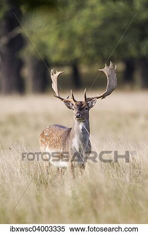 "Fallow Deer (Dama dama), Copenhagen, Denmark, Europe" View Large Photo Image Stock Photography - "Fallow Deer (Dama dama), Copenhagen, Denmark, Europe". Fotosearch
