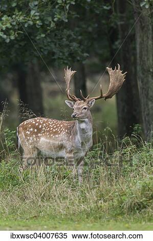 "Fallow Deer (Dama dama), Copenhagen, Denmark, Europe" View Large Photo Image Stock Photography - "Fallow Deer (Dama dama), Copenhagen, Denmark, Europe". Fotosearch