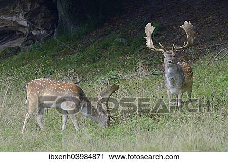 Stock Image - "Fallow Deer (Dama dama), Denmark, Europe". Fotosearch