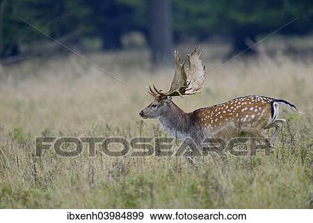 "Fallow Deer (Dama dama), Denmark, Europe" View Large Photo Image Stock Photo - "Fallow Deer (Dama dama), Denmark, Europe". Fotosearch
