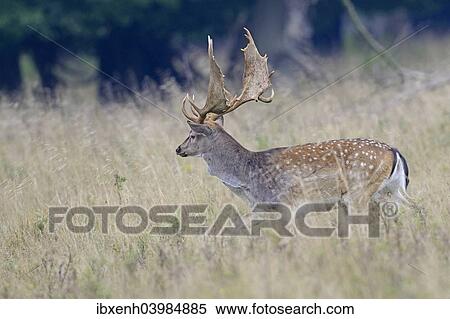 "Fallow Deer (Dama dama), Denmark, Europe" View Large Photo Image Stock Photography - "Fallow Deer (Dama dama), Denmark, Europe". Fotosearch