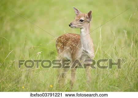 "Fallow deer (Dama dama), fawn standing in a meadow, captive, Saxony, Germany, Europe" View Large Photo Image Stock Image - "Fallow deer (Dama dama), fawn standing in a meadow, captive, Saxony, Germany, Europe". Fotosearch