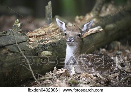 "Fallow Deer (Dama dama), fawn, recently born, Allgau, captive, Bavaria, Germany, Europe" View Large Photo Image Stock Image - "Fallow Deer (Dama dama), fawn, recently born, Allgau, captive, Bavaria, Germany, Europe". Fotosearch