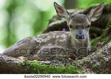 "Fallow deer (Dama dama), fawn, Neuschoenau outdoor animal enclosure, Bavarian Forest, Bavaria, Germany, Europe, PublicGround, Europe" View Large Photo Image Stock Image - "Fallow deer (Dama dama), fawn, Neuschoenau outdoor animal enclosure, Bavarian Forest, Bavaria, Germany, Europe, PublicGround, Europe". Fotosearch