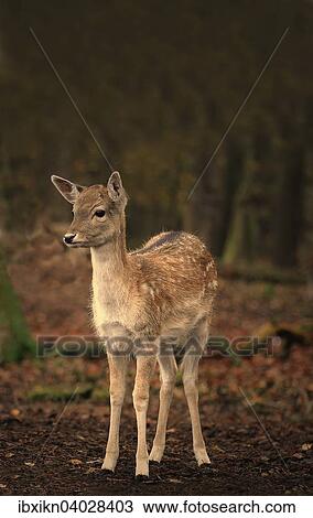 "Fallow Deer (Dama dama), female, forest, Hamburg, Germany, Europe" View Large Photo Image Stock Image - "Fallow Deer (Dama dama), female, forest, Hamburg, Germany, Europe". Fotosearch