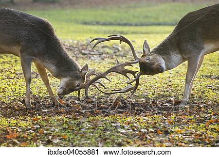 "Fallow Deer (Dama dama), in a play-fight, captive, Lower Saxony, Germany, Europe" View Large Photo Image Stock Image - "Fallow Deer (Dama dama), in a play-fight, captive, Lower Saxony, Germany, Europe". Fotosearch