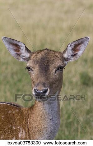 Stock Image - "Fallow Deer (Dama dama) in Skandinavisk Dyrepark or Scandinavian Wildlife Park, Jutland, Denmark, Europe". Fotosearch