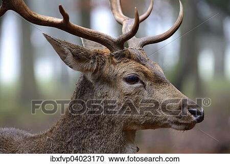 "Fallow deer (Dama dama), portrait, male, captive, Bavaria, Germany, Europe" View Large Photo Image Stock Image - "Fallow deer (Dama dama), portrait, male, captive, Bavaria, Germany, Europe". Fotosearch