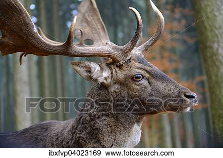"Fallow deer (Dama dama), portrait, male, captive, Bavaria, Germany, Europe" View Large Photo Image Stock Photo - "Fallow deer (Dama dama), portrait, male, captive, Bavaria, Germany, Europe". Fotosearch