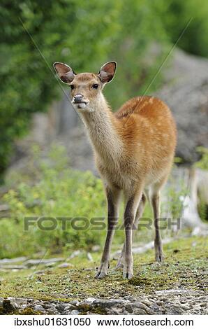 "Fallow Deer (Dama dama), roe" View Large Photo Image Stock Image - "Fallow Deer (Dama dama), roe". Fotosearch
