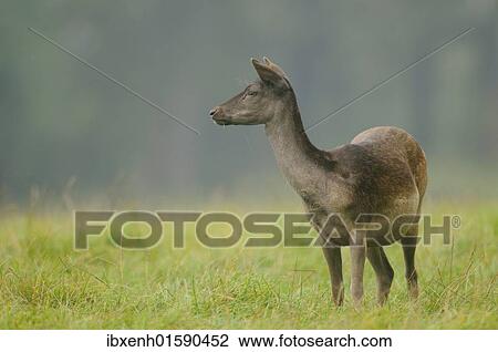 Fallow Deer (Dama dama) View Large Photo Image Stock Image - Fallow Deer (Dama dama). Fotosearch