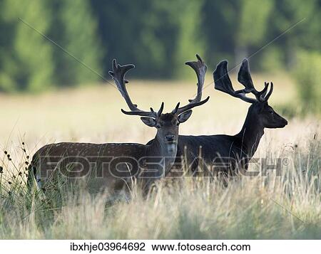"Fallow deer (Dama dama), Vastra Gotaland County, Sweden, Europe" View Large Photo Image Stock Image - "Fallow deer (Dama dama), Vastra Gotaland County, Sweden, Europe". Fotosearch