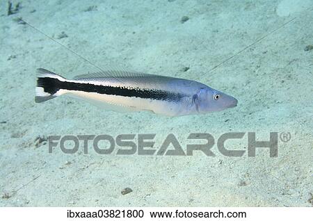 "False Cleanerfish (Aspidontus taeniatus), Red Sea, Egypt, Africa" View Large Photo Image Stock Image - "False Cleanerfish (Aspidontus taeniatus), Red Sea, Egypt, Africa". Fotosearch