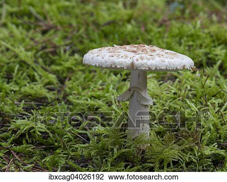 "False death cap (Amanita citrina), Monchbruch Nature Reserve, Hesse, Germany, Europe" View Large Photo Image Stock Image - "False death cap (Amanita citrina), Monchbruch Nature Reserve, Hesse, Germany, Europe". Fotosearch