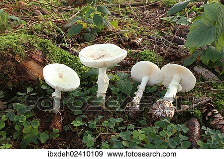 "False Death Cap or Citron Amanita (Amanita citrina), Allgaeu, Bavaria, Germany, Europe" View Large Photo Image Stock Photo - "False Death Cap or Citron Amanita (Amanita citrina), Allgaeu, Bavaria, Germany, Europe". Fotosearch