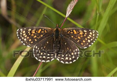 "False Heath Fritillary (Melitaea diamina), Neresheim, Baden-Wurttemberg, Germany, Europe" View Large Photo Image Stock Image - "False Heath Fritillary (Melitaea diamina), Neresheim, Baden-Wurttemberg, Germany, Europe". Fotosearch