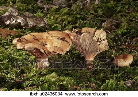Picture - "False saffron milk-cap (Lactarius deterrimus), Untergroeningen, Baden-Wuerttemberg, Germany, Europe". Fotosearch