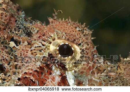 "False Stonefish or Devil Scorpionfish (Scorpaenopsis barbatus), detail view of the eye, Jordan, Asia" View Large Photo Image Stock Photo - "False Stonefish or Devil Scorpionfish (Scorpaenopsis barbatus), detail view of the eye, Jordan, Asia". Fotosearch