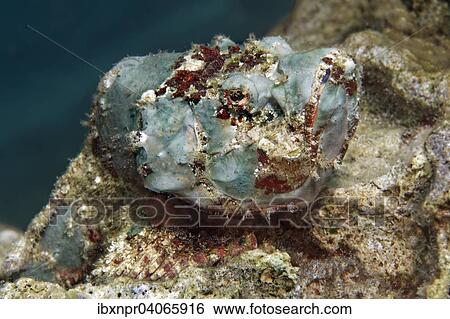 "False Stonefish or Devil Scorpionfish (Scorpaenopsis diabolus), Jordan, Asia" View Large Photo Image Stock Photograph - "False Stonefish or Devil Scorpionfish (Scorpaenopsis diabolus), Jordan, Asia". Fotosearch