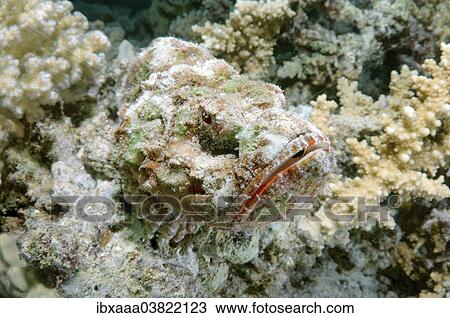 "False stonefish (Scorpaenopsis diabolus), camouflage, Red Sea, Egypt, Africa" View Large Photo Image Stock Image - "False stonefish (Scorpaenopsis diabolus), camouflage, Red Sea, Egypt, Africa". Fotosearch