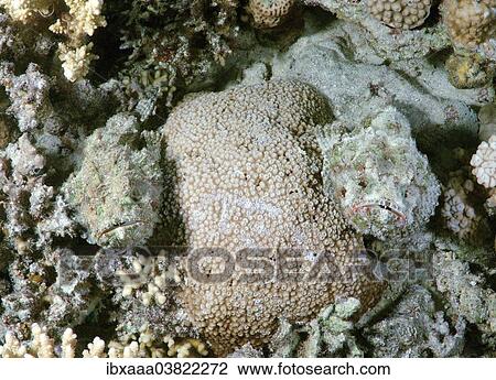 "False stonefish (Scorpaenopsis diabolus), camouflaged, Red Sea, Egypt, Africa" View Large Photo Image Stock Image - "False stonefish (Scorpaenopsis diabolus), camouflaged, Red Sea, Egypt, Africa". Fotosearch
