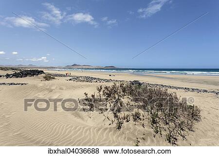 "Famara beach, Playa de Famara, Lanzarote, Canary Islands, Spain, Europe" View Large Photo Image Stock Photo - "Famara beach, Playa de Famara, Lanzarote, Canary Islands, Spain, Europe". Fotosearch
