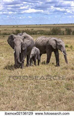 Stock Photo - "Family of African Bush Elephants (Loxodonta africana), Masai Mara National Reserve, Kenya, East Africa, Africa, PublicGround, Africa". Fotosearch