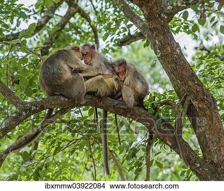 "Family of rhesus monkeys (Macaca mulatta), Mudumalai Wildlife Sanctuary, Tamil Nadu, India, Asia" View Large Photo Image Picture - "Family of rhesus monkeys (Macaca mulatta), Mudumalai Wildlife Sanctuary, Tamil Nadu, India, Asia". Fotosearch