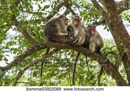Stock Photo - "Family of rhesus monkeys (Macaca mulatta) with young, Mudumalai Wildlife Sanctuary, Tamil Nadu, India, Asia". Fotosearch