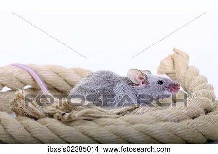 "Fancy Mouse, a domesticated form of the House Mouse (Mus musculus)" View Large Photo Image Picture - "Fancy Mouse, a domesticated form of the House Mouse (Mus musculus)". Fotosearch