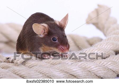 Stock Image - "Fancy Mouse, a domesticated form of the House Mouse (Mus musculus)". Fotosearch