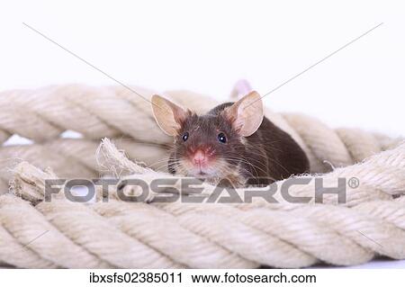 "Fancy Mouse, a domesticated form of the House Mouse (Mus musculus)" View Large Photo Image Stock Image - "Fancy Mouse, a domesticated form of the House Mouse (Mus musculus)". Fotosearch