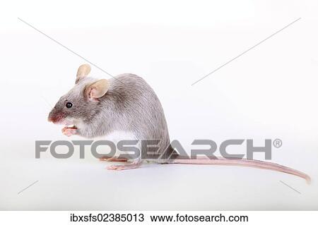 "Fancy Mouse, a domesticated form of the House Mouse (Mus musculus)" View Large Photo Image Stock Image - "Fancy Mouse, a domesticated form of the House Mouse (Mus musculus)". Fotosearch