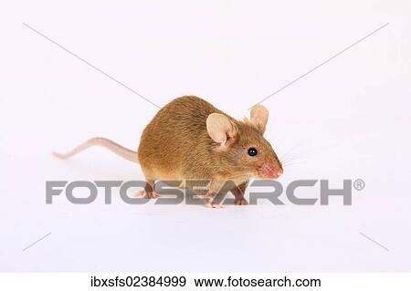 Stock Photo - "Fancy Mouse, a domesticated form of the House Mouse (Mus musculus)". Fotosearch