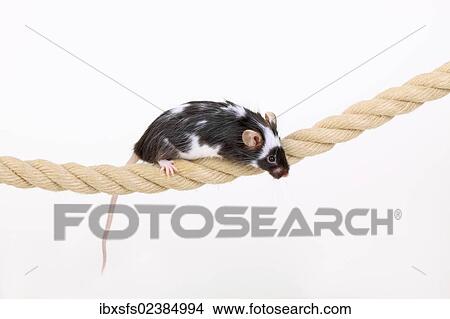 "Fancy Mouse balancing on a rope, a domesticated form of the House Mouse (Mus musculus)" View Large Photo Image Picture - "Fancy Mouse balancing on a rope, a domesticated form of the House Mouse (Mus musculus)". Fotosearch