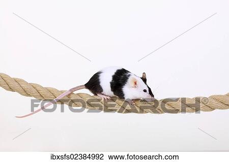 "Fancy Mouse balancing on a rope, a domesticated form of the House Mouse (Mus musculus)" View Large Photo Image Stock Image - "Fancy Mouse balancing on a rope, a domesticated form of the House Mouse (Mus musculus)". Fotosearch
