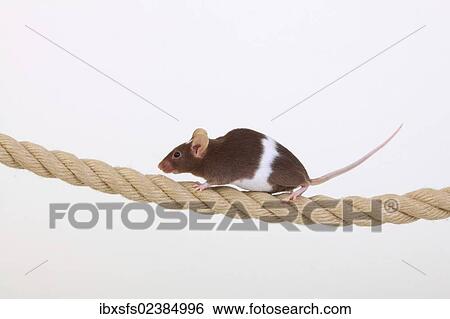 "Fancy Mouse balancing on a rope, a domesticated form of the House Mouse (Mus musculus)" View Large Photo Image Stock Photograph - "Fancy Mouse balancing on a rope, a domesticated form of the House Mouse (Mus musculus)". Fotosearch