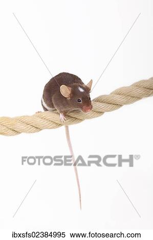 "Fancy Mouse balancing on a rope, a domesticated form of the House Mouse (Mus musculus)" View Large Photo Image Stock Photography - "Fancy Mouse balancing on a rope, a domesticated form of the House Mouse (Mus musculus)". Fotosearch