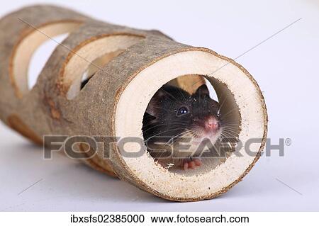 Stock Image - "Fancy Mouse looking out of a wooden tube, a domesticated form of the House Mouse (Mus musculus)". Fotosearch