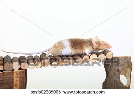 "Fancy Mouse poised over a wooden bridge, a domesticated form of the House Mouse (Mus musculus)" View Large Photo Image Stock Photography - "Fancy Mouse poised over a wooden bridge, a domesticated form of the House Mouse (Mus musculus)". Fotosearch