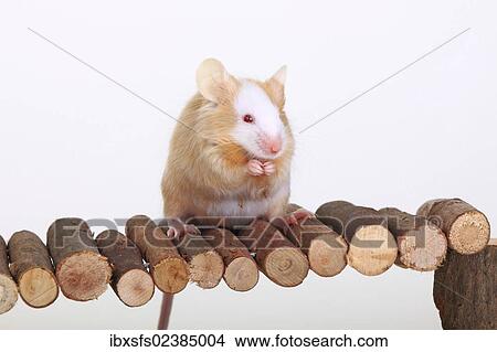 "Fancy Mouse sitting on a wooden bridge, a domesticated form of the House Mouse (Mus musculus)" View Large Photo Image Picture - "Fancy Mouse sitting on a wooden bridge, a domesticated form of the House Mouse (Mus musculus)". Fotosearch