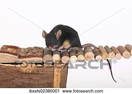 "Fancy Mouse sitting on a wooden bridge, a domesticated form of the House Mouse (Mus musculus)" View Large Photo Image Stock Image - "Fancy Mouse sitting on a wooden bridge, a domesticated form of the House Mouse (Mus musculus)". Fotosearch