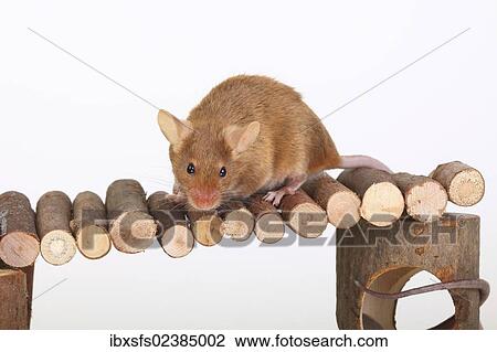 Stock Image - "Fancy Mouse sitting on a wooden bridge, a domesticated form of the House Mouse (Mus musculus)". Fotosearch