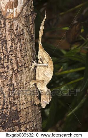 "Fantastic Leaf Tailed Gecko (Uroplatus phantasticus), Madagascar, Africa" View Large Photo Image Stock Image - "Fantastic Leaf Tailed Gecko (Uroplatus phantasticus), Madagascar, Africa". Fotosearch